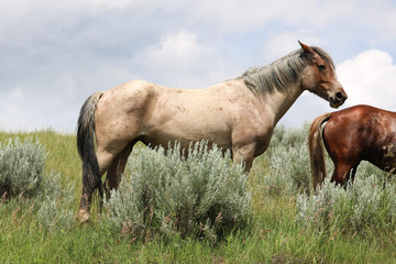 Wild mustang in Theodore Roosevelt National Park, North Dakota