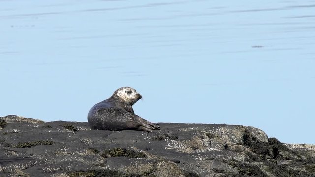 Un phoque sur un rocher / A seal lay down on a rock