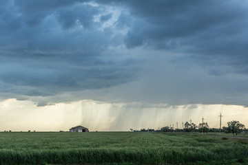 Raining landscape. Rural landscape, rain over the wheat field © natalyamatveeva