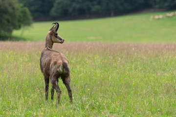 Un chamois dans une prairie