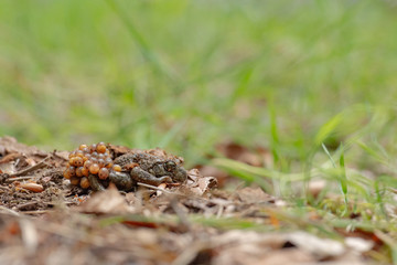 Crapaud accoucheur ou Alyte