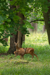 Un chamois dans une prairie