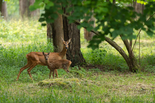 Chevrette et son faon dans la for&ecirc;t