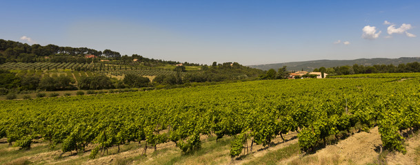 Fototapeta na wymiar Wine growing near Roussillon. Vaucluse, Provence, France