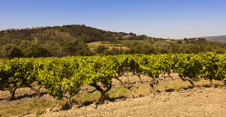 Fototapeta na wymiar Wine growing near Roussillon. Vaucluse, Provence, France