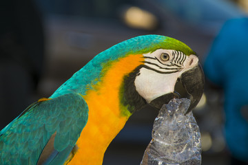 Blue-and-yellow macaw