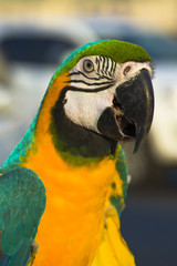Blue-and-yellow macaw