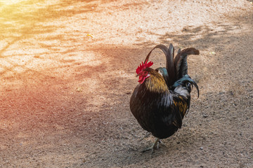 Beautiful young rooster on a farm. Rural landscape, free animals, beautiful cock.