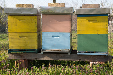 Beehives outdoors on the meadow.