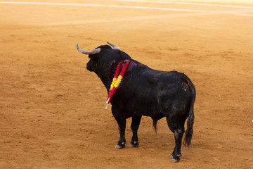 black bull bleeding