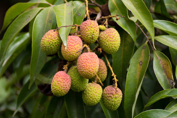 Lychee Farming