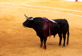bull bleeding in a bullring
