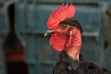 Red head rooster