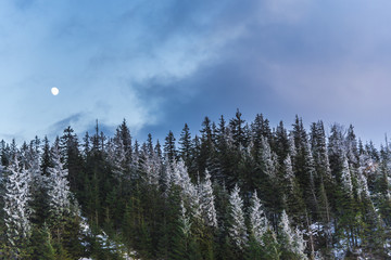 Winter landscape