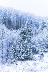 Fresh snow in the forest at the morning