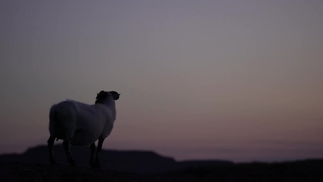 Silhouette d'un mouton au cr&eacute;puscule / silhouette of a sheep in front of a loch