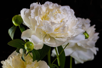 Peonies On Black Velvet I