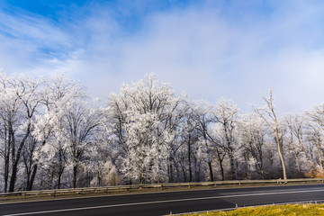 Rime on the trees