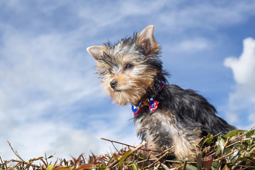 Yorkshire terrier in natural background. Yorkie