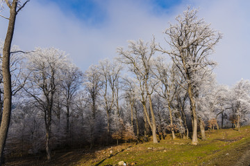 Rime on the trees
