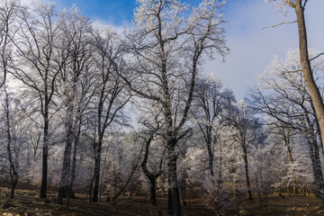 Rime on the trees