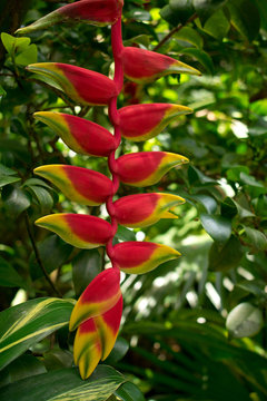 Exotic red tropical bloom, in lush tropical garden, closeup.