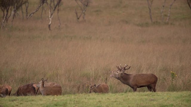 Brame d'un cerf 4K / Large shot of a stag roar