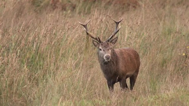 Plan rapproch&eacute; d'un cerf / Close shot of a stag