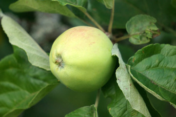 garden berries and fruits     