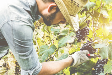 Farmer cutting black grapes for making red wine