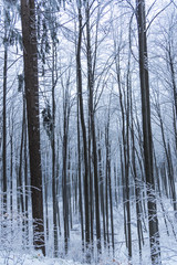 Winter in the forest