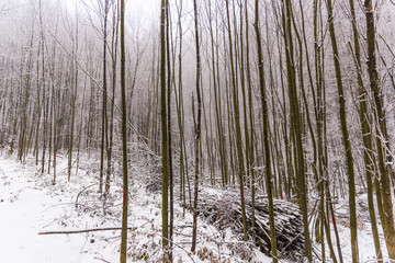 Mystic forest in the winter