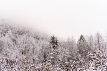 Forest with fresh snow