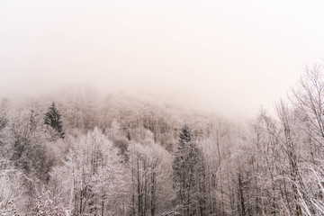 Winter in the forest