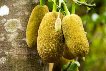 Edible fruit of Jackfruit is spiced on the tree