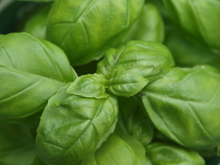 Frische Bailikum Pflanze