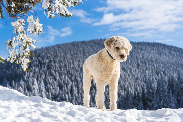 Plakat Cute dog on the snow