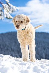 Cute dog on the snow