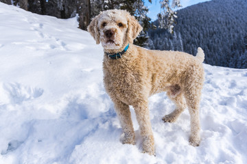 Cute dog on the snow
