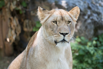 Fototapeta na wymiar Löwin Portrait (Panthera leo) 