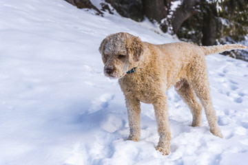 Cute dog on the snow