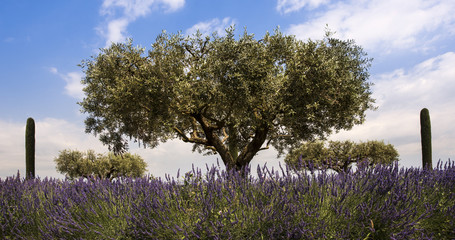Lavender and olive tree at Coustellet. Vaucluse, Provence, France