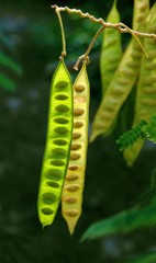 Mimosa seed pods, backlit by the sun to show the seeds inside