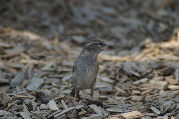 Ich bin kaum zu sehen