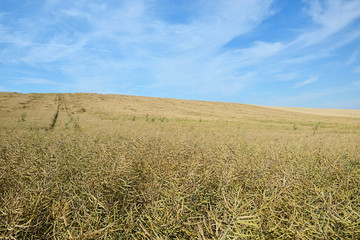 Czech landscape with golden field wave of toscana type near Udlice village and blue sky during summer evening in june 2018