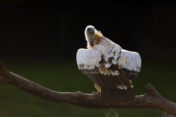 The Himalayan vulture or Himalayan griffon vulture (Gyps himalayensis) sitting on the branch. Volture in backlight.