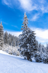 Fototapeta premium Winter landscape with fresh snow on the trees