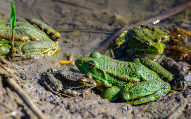 Green frog family