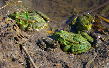 Green frog family