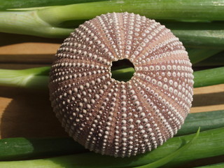 Makro von Seeigel und Lauchzwiebeln